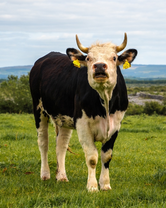 Farm visit - Dublin 2023