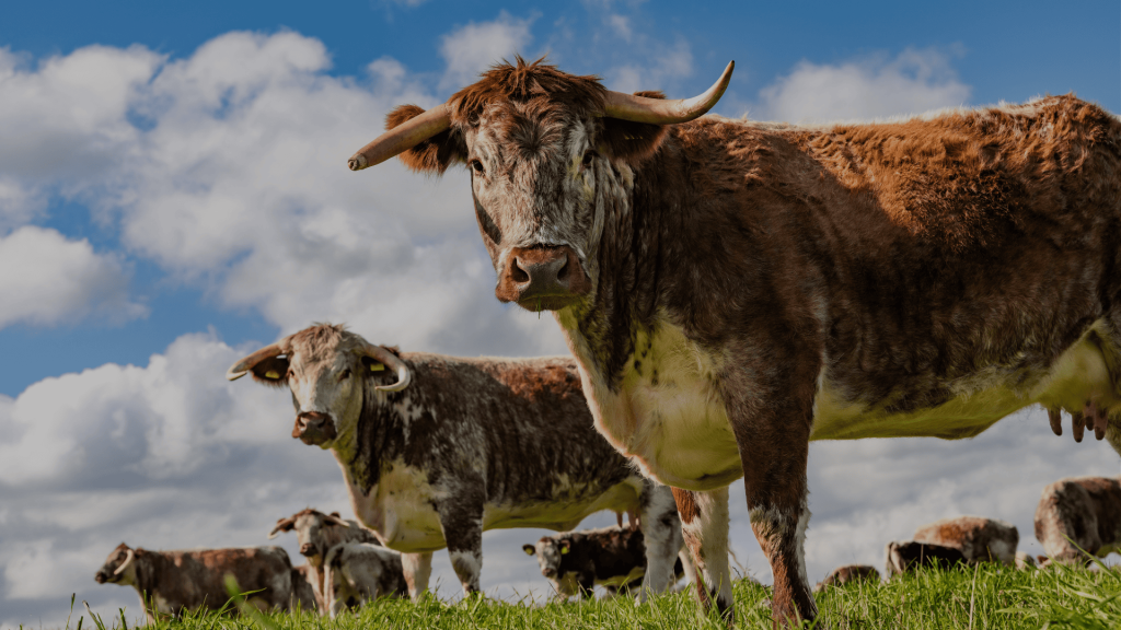 1 Rare Breeds at Hawksmoor