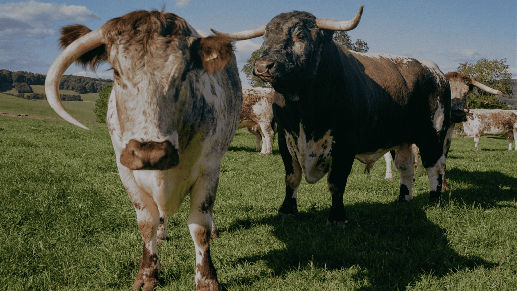 3 Rare Breeds at Hawksmoor