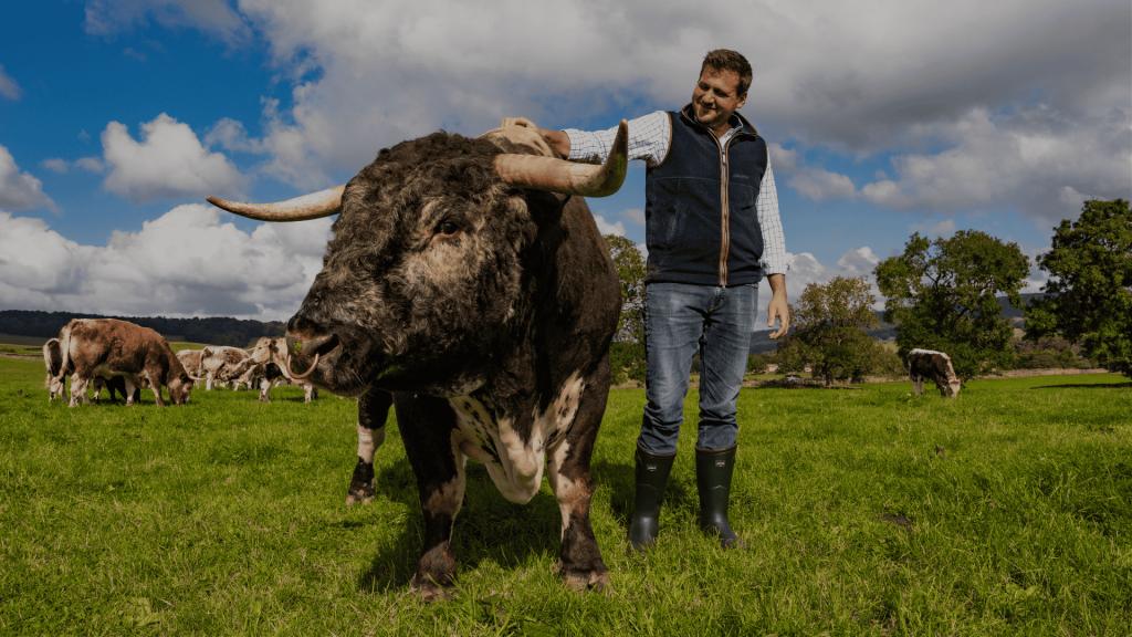 2 Rare Breeds at Hawksmoor